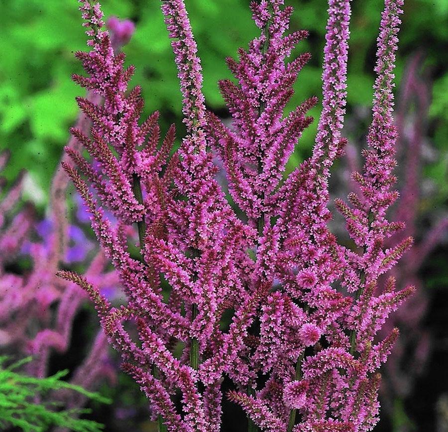 Russian Statice Flower 200 seeds Vesta Market