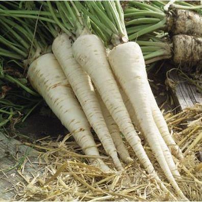 300 Halblange Root Parsley seeds - Vesta Market