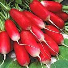 18-day Radish De dix-huit jours 300 seeds - Vesta Market