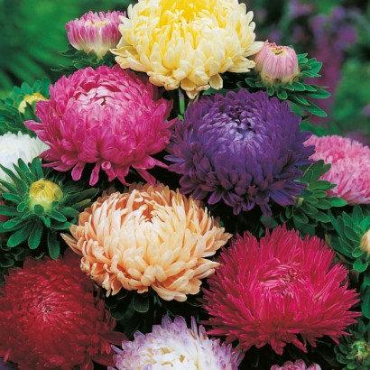 Aster Tall Peony Mix Colors 200 seeds. - Vesta Market