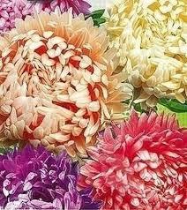 Aster Tall Peony Mix Colors 200 seeds. - Vesta Market