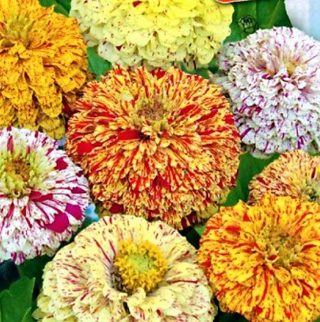 Zinnia Flower Candy Stripe 1g Mixed Colors Vesta Market