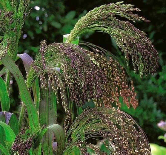 Panic Grass (Panicum violaceum) 400 seeds - Vesta Market