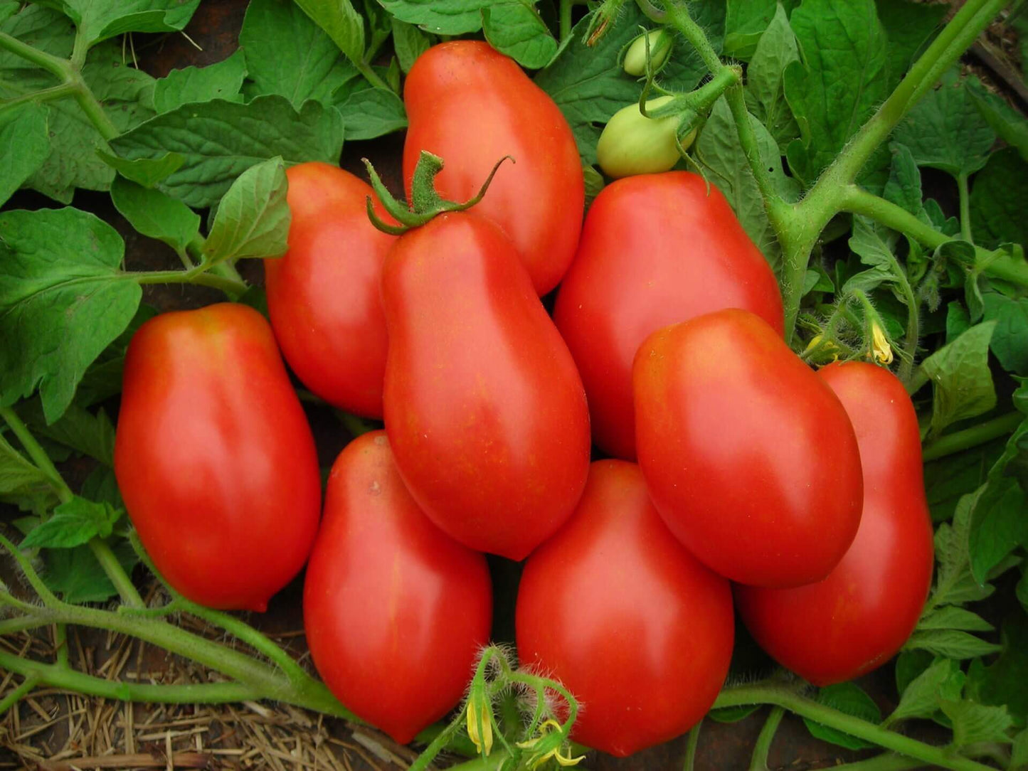 Tomato Denar 100 Seeds Vesta Market