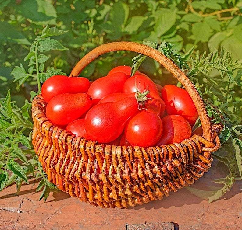 Tomato Denar 100 Seeds Vesta Market