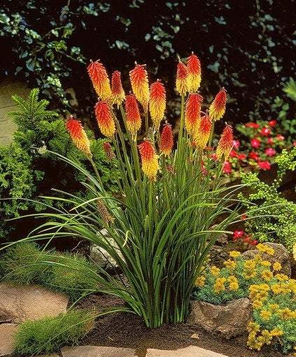 Torch Lily Blackhead - Red Hot Poker - Flaming 30 seeds Vesta Market