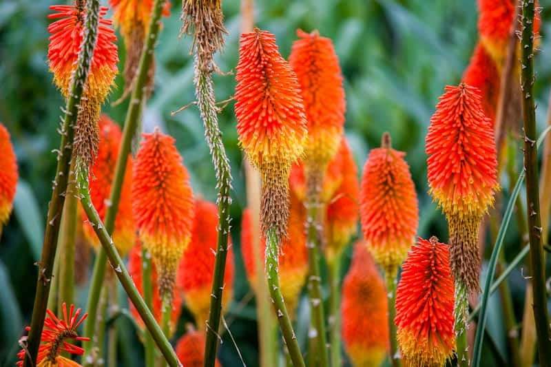 Torch Lily Blackhead - Red Hot Poker - Flaming 30 seeds Vesta Market