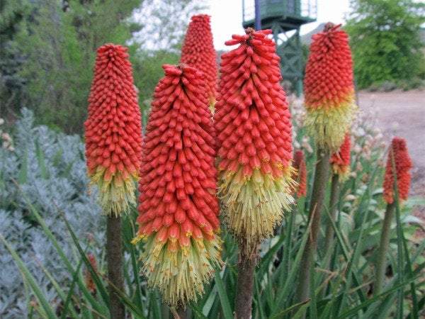 Torch Lily Blackhead - Red Hot Poker - Flaming 30 seeds Vesta Market