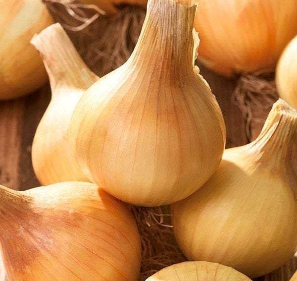 Onion Wolska 400 Seeds - Vesta Market