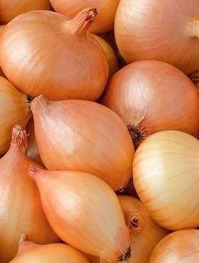 Onion Wolska 400 Seeds - Vesta Market