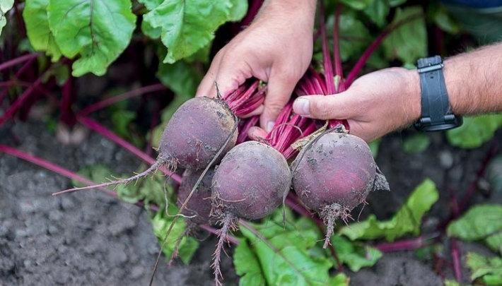 Beetroot Red Ball 500 seeds - Vesta Market