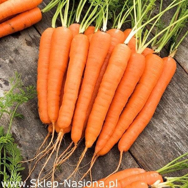 Carrot Lenka Medium Early - 1000 seeds - Vesta Market