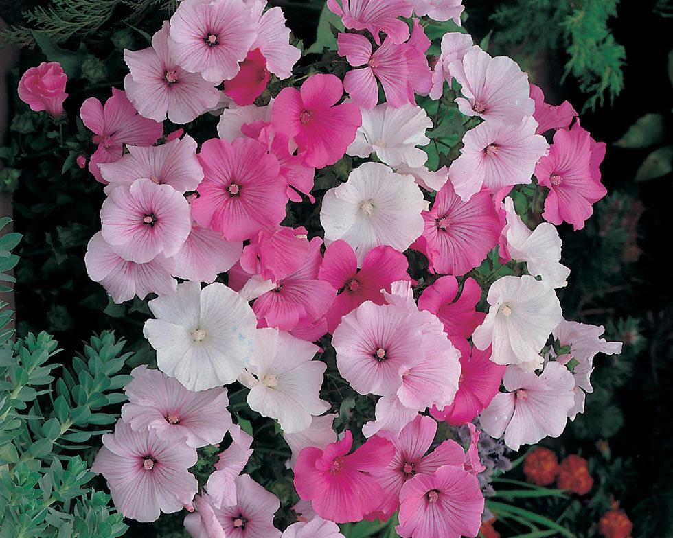 Mallow Flower Mixed Colors 50 Seeds - Vesta Market