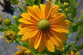 Rudbeckia Green Eyes 50 Seeds Vesta Market