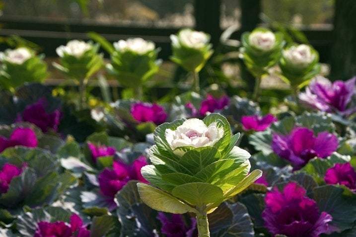 Ornamental Kale Mix - 50 seeds - Vesta Market
