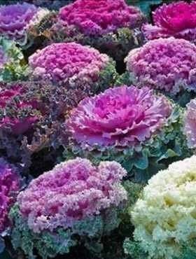 Ornamental Kale Mix - 50 seeds - Vesta Market