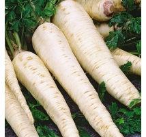 Parsley Root 1000 Seeds Vesta Market