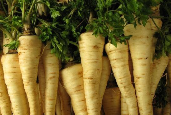Parsley Root 1000 Seeds Vesta Market