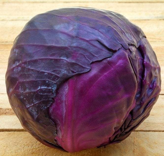Red Cabbage Koda 800 seeds Vesta Market