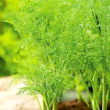 Moravan Dill 5 grams Seeds - Vesta Market