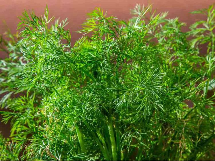 Moravan Dill 5 grams Seeds - Vesta Market