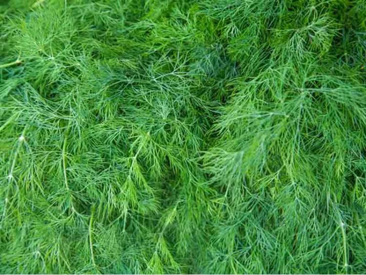 Moravan Dill 5 grams Seeds - Vesta Market