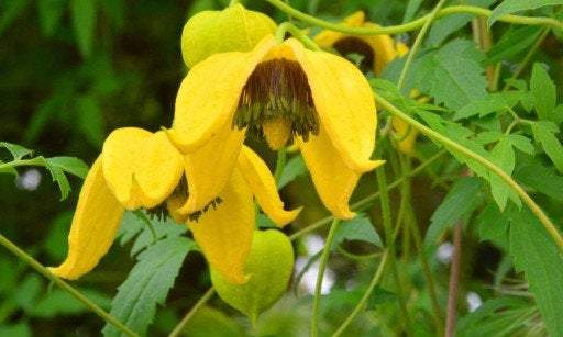 Tangy Clematis Seeds Vesta Market