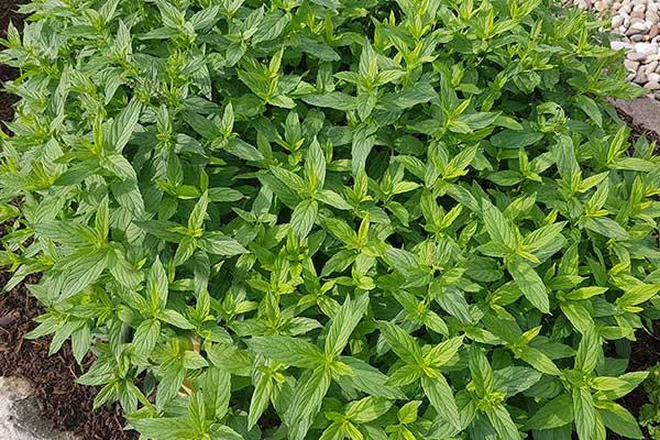 Aromatic Spearmint 100 seeds Vesta Market