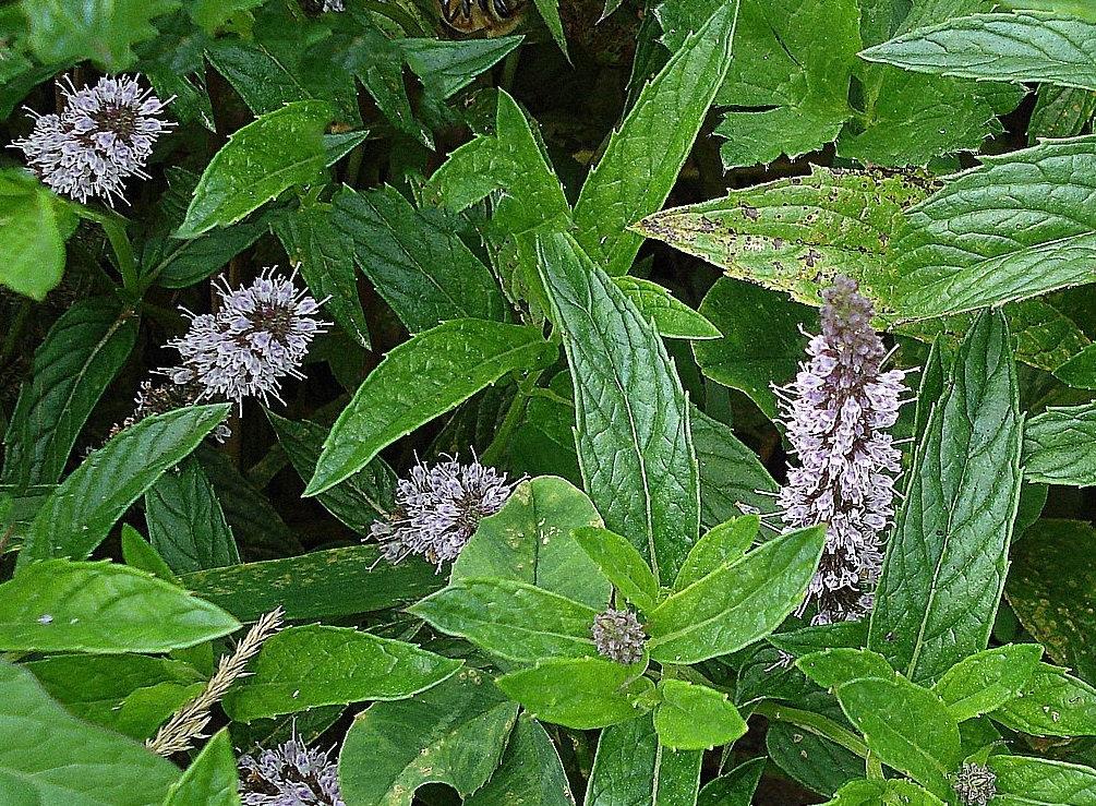 Aromatic Spearmint 100 seeds - Vesta Market