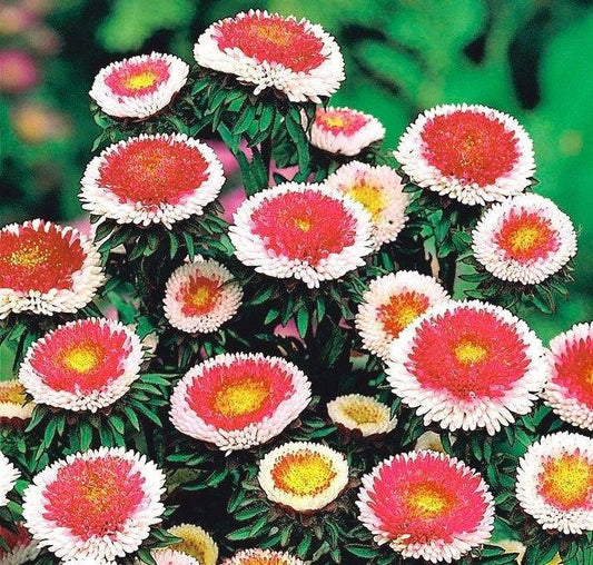 Aster Tall Paeony Hi-No-Maru 100 seeds - Vesta Market