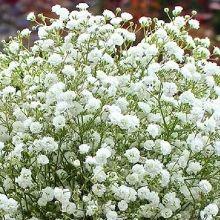Baby's Breath Flower (Gypsophila) 200 seeds. - Vesta Market