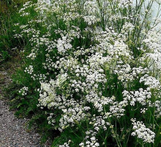 Caraway 100 seeds - Vesta Market