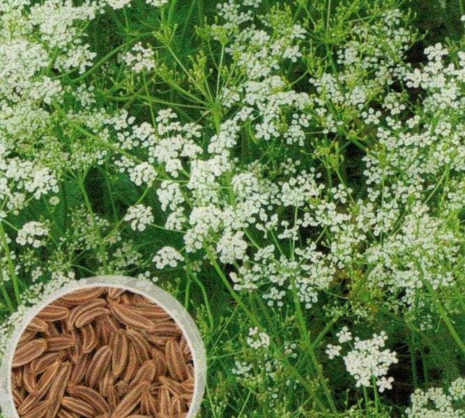 Caraway 100 seeds - Vesta Market