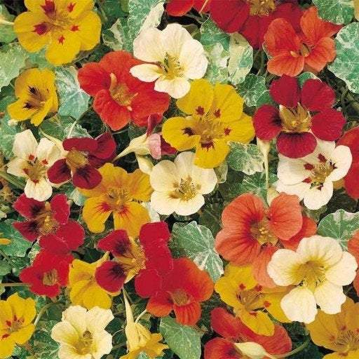 Climbing Nasturtium Mixed Colors 20 seeds Vesta Market