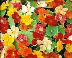 Climbing Nasturtium Mixed Colors 20 seeds - Vesta Market