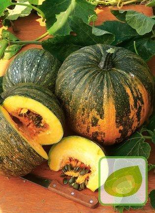 European Pumpkin Olga 20 seeds - Vesta Market