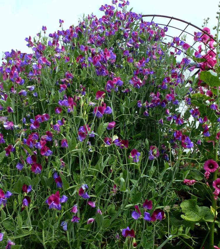 Fragrant Lathyrus Odoratus seeds - Vesta Market