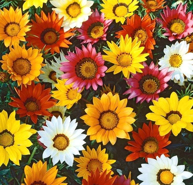 Gazania mixed colors seeds - Vesta Market