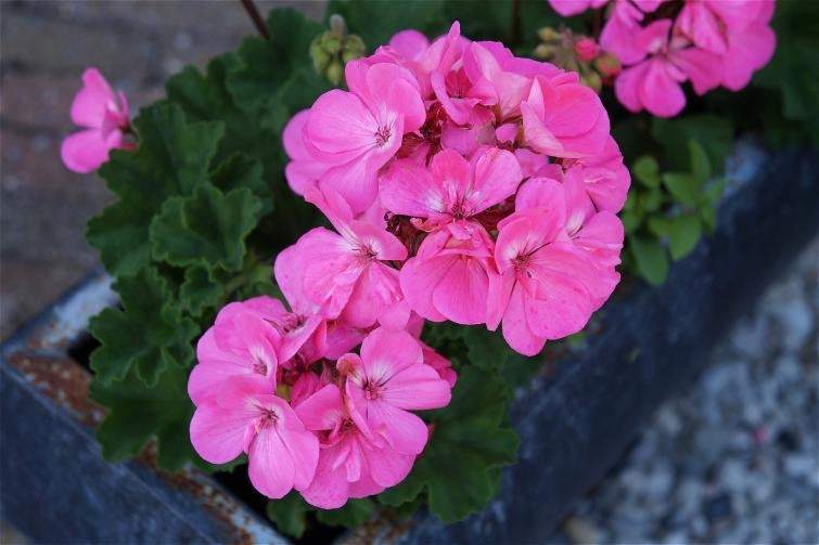 Geranium Pink Pelargonium 10 Seeds - Vesta Market