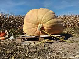 Giant Atlantic Pumpkin 20 seeds - Vesta Market