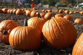 Giant Atlantic Pumpkin 20 seeds - Vesta Market