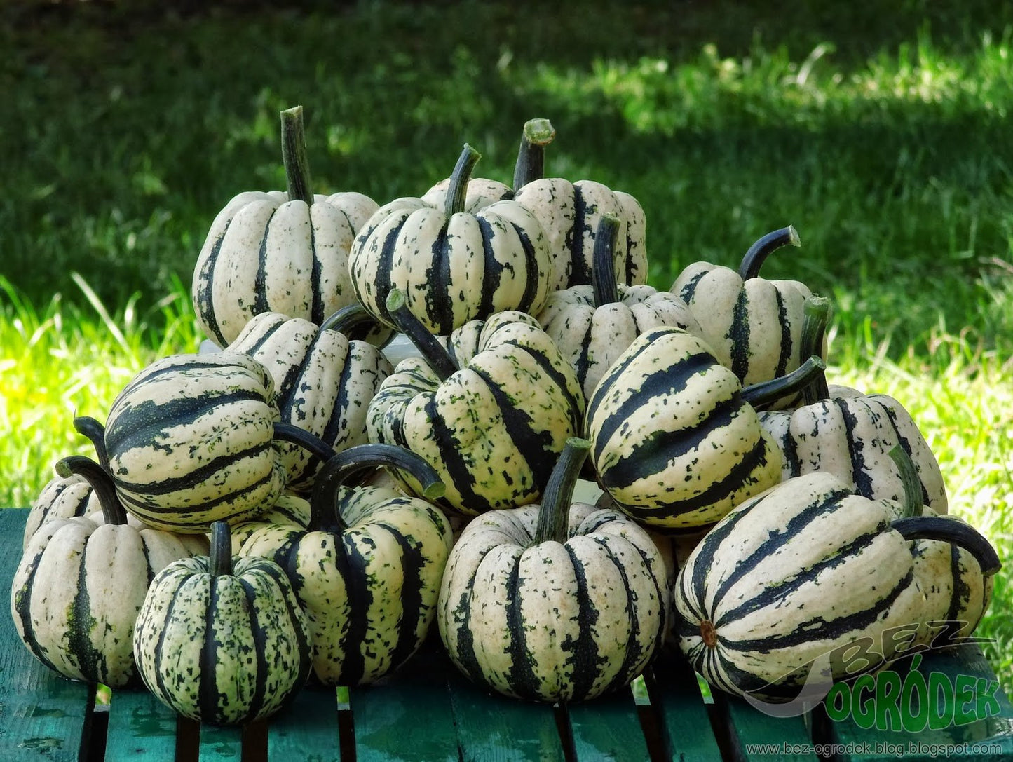 Gourd "Sweet Dumpling" 20 seeds - Vesta Market
