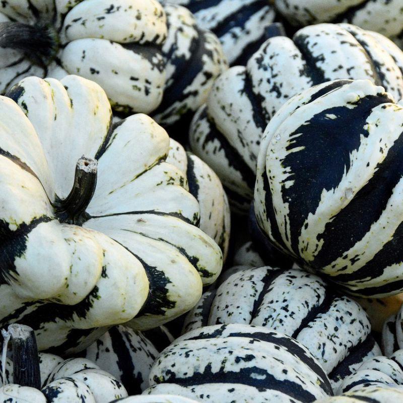 Gourd "Sweet Dumpling" 20 seeds Vesta Market