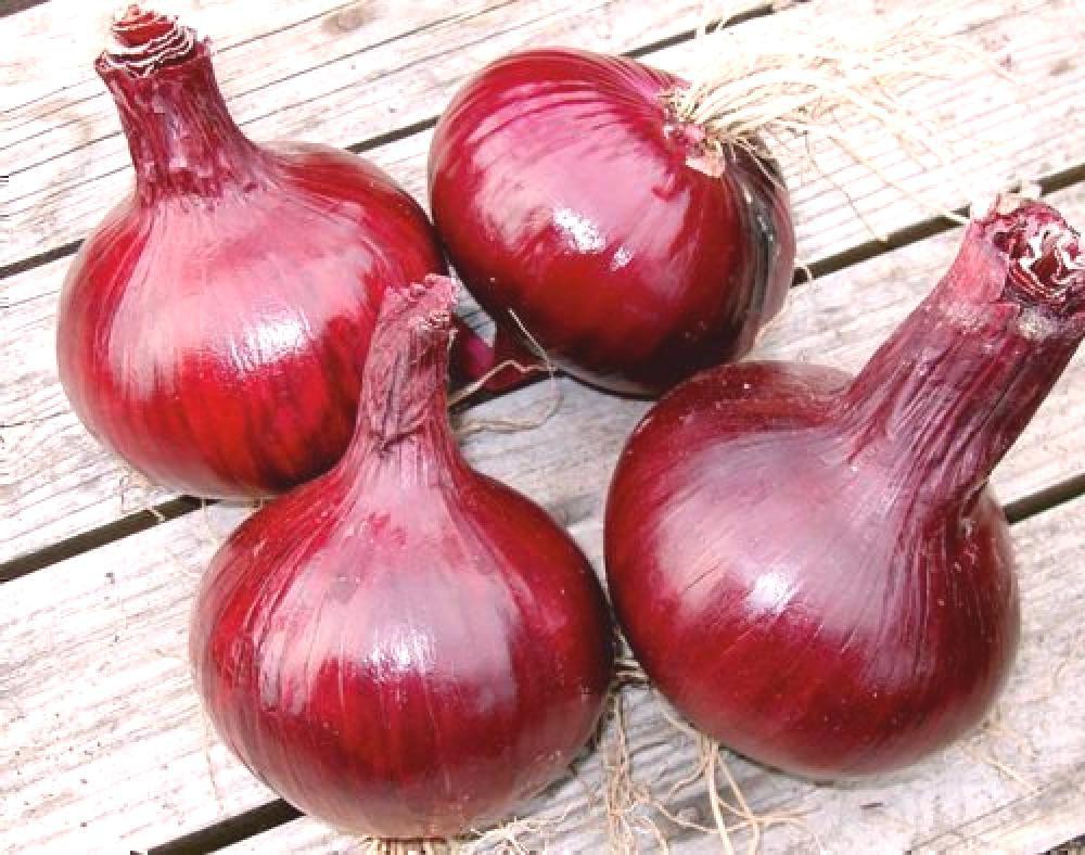 Karmen Onion 1000 seeds - Vesta Market