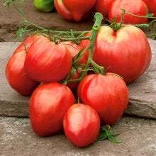 Retro Raspberry Tomato seeds Vesta Market