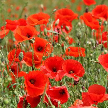 Wild Poppy Flower Red 1000 Seeds Vesta Market