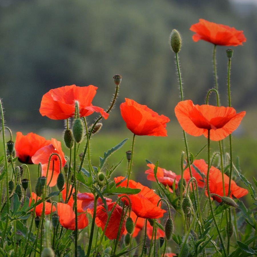 Wild Poppy Flower Red 1000 Seeds Vesta Market
