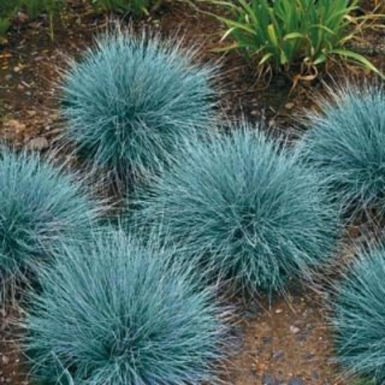 Blue Fescue Grass Blue 50 seeds - Vesta Market