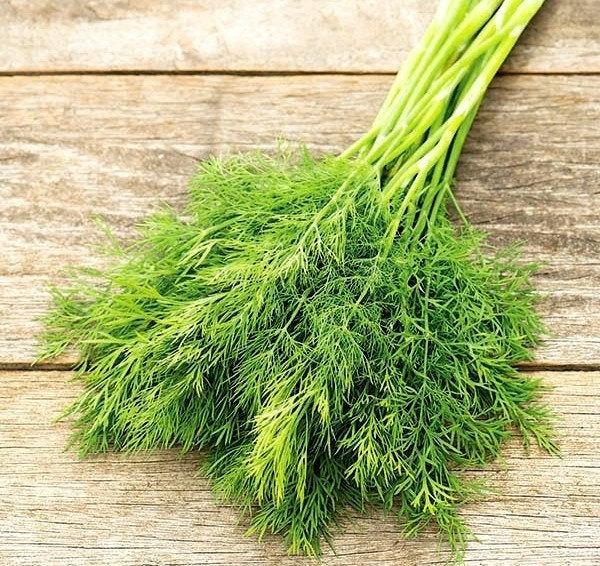 Dill Sprinter 1000 Seeds - Vesta Market