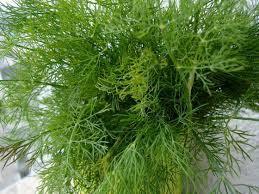 Dill Sprinter 1000 Seeds - Vesta Market